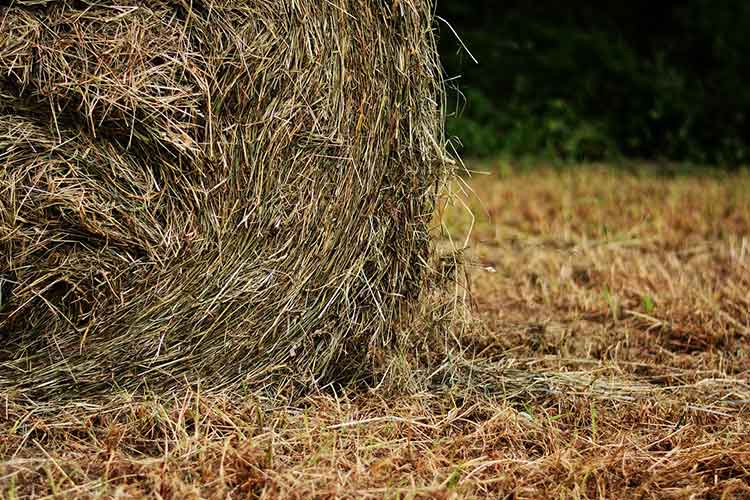 bamboo vinegar extract