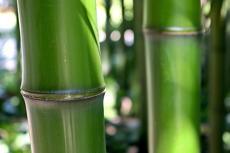 bamboo vinegar foot pad reviews